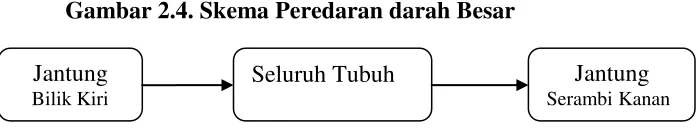 Gambar 2.3. Skema Peredaran Darah Kecil 
