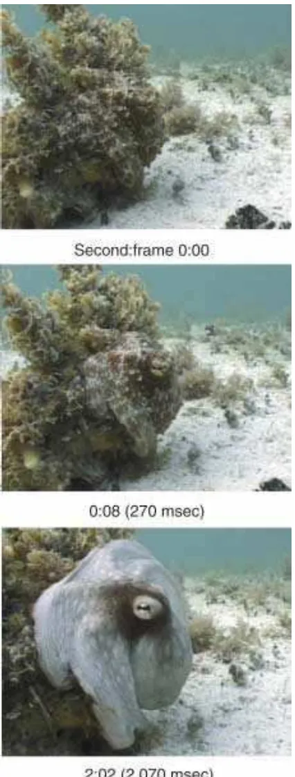 Gambar 8. Rekaman video kamuflase gurita Octopus vulgaris terhadap rumput laut 