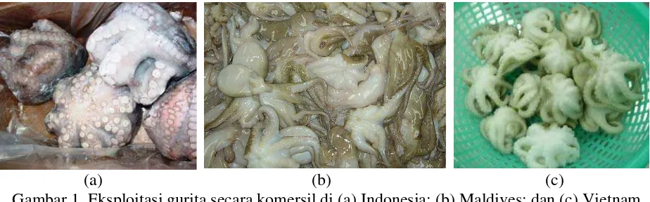 Gambar 1. Eksploitasi gurita secara komersil di (a) Indonesia; (b) Maldives; dan (c) Vietnam 