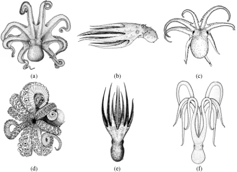 Gambar 3. Beberapa bentuk gurita: (a) Octopus dofleini; (b) Octopus hummelincki; (c) Octopus joubini; (d) Octopus briareus; (e) Octopus burryi; dan (f) Octopus cyanea (Roper, 1984) 