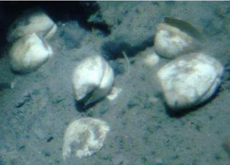 Gambar 6. Bekas cangkang gastropoda/midden(Sumber:  di sekitar sarang gurita http://www.nurp.noaa.gov/Images/Spotlight/octopus_midden.jpg)  