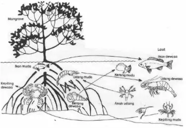 Gambar 4-1. Fauna perairan yang hidup di ekosistem mangrove (Bengen,2002) 