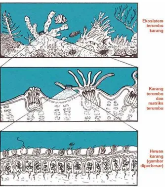 Gambar 1. Ekosistem terumbu karang (atas), karang terumbu dan matriks terumbu (tengah), serta insert hewan karang (bawah)  