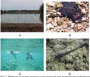 Gambar 3. Berbagai kegiatan manusia yang merusak dan mengganggu keberlangsungan                    ekosistem laut tropis: (A) konversi hutan mangrove untuk tambak,                   (B) pencemaran minyak, (C) kegiatan wisata yang kurang berhati-hati,      