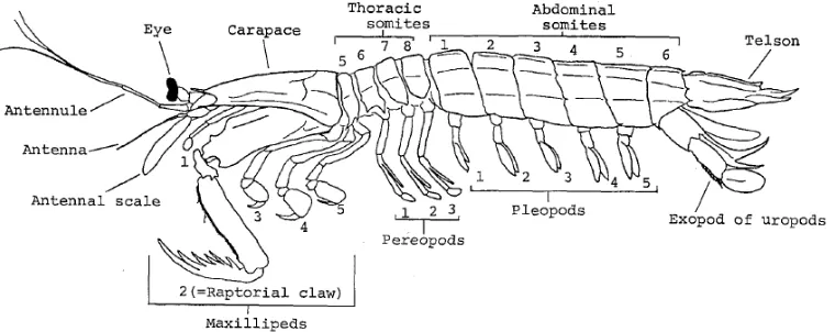 Gambar 1. Diagram lateral dan deskripsi udang mantis Oratosquilla oratoria.