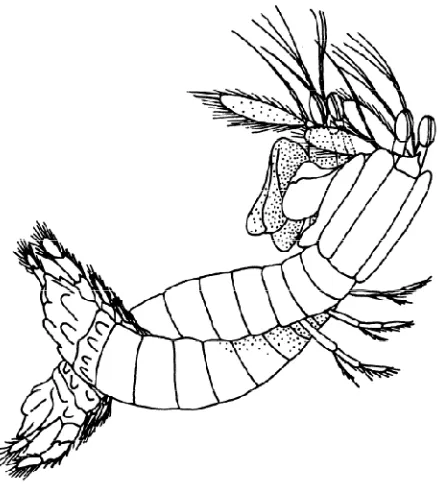 Gambar 4. Alat kelamin jantan (kiri) dan betina (kanan) pada udang mantis.