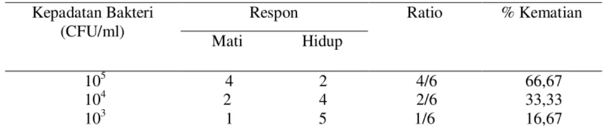 Tabel 1.  Rata-rata Respon Ikan Kerapu Macan yang Tahan (Hidup) dan Rentan (Mati)   Kepadatan Bakteri 