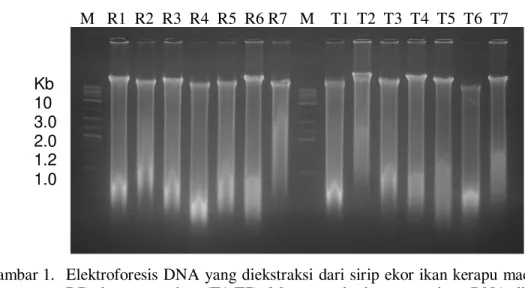 Gambar 1.  Elektroforesis DNA  yang diekstraksi  dari sirip ekor ikan kerapu macan yang rentan (R1- (R1-R7)  dan  yang  tahan  (T1-T7)