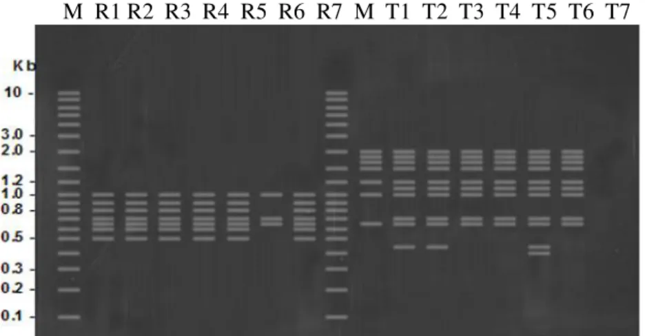 Gambar 3.  Elektroforesis  DNA  produk  PCR-RAPD  ikan  kerapu  macan  yang  rentan      (R1-R7)  dan  yang tahan (T1-T7) dengan  menggunakan primer  YNZ-22