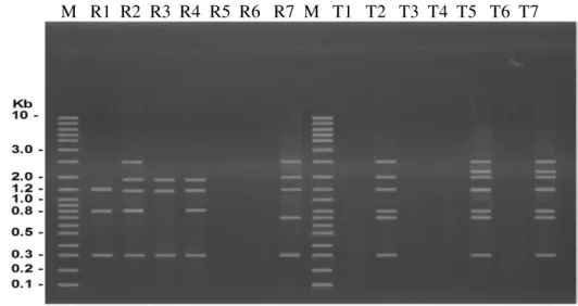Gambar 5.  Elektroforesis DNA produk PCR-RAPD ikan kerapu macan yang rentan (R1-R7) dan yang  tahan (T1-T7) dengan menggunakan primer UBC-457 M : penanda dengan panjang fragmen  DNA ditunjukkan disebelah kiri gambar dalam unit kilobase (kb)