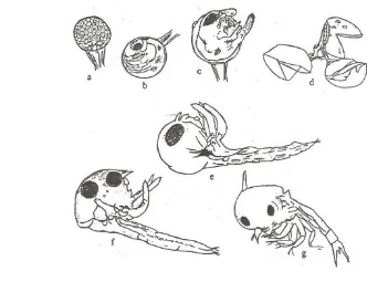 Gambar 9. Perkembangan Telur dan Larva Kepiting (Scylla serrata)