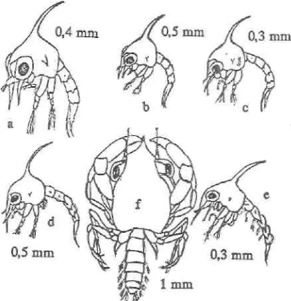 Gambar 10. Perkembangan larva kepiting (Scylla serrata) dan tingkat megalopa 