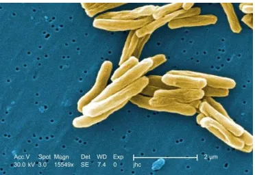 Gambar 2.1 Mycobacterium Tuberculosis 