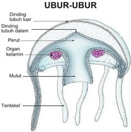 Gambar 2.7 anatomi ubur-ubur