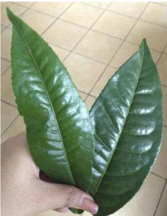 Gambar 1. Persalatan minum teh china  