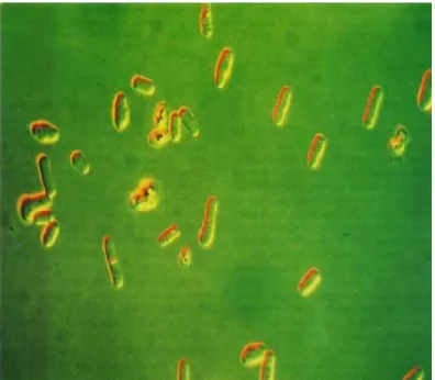 Gambar 2.3  Khamir ​Saccharomyces cerevisiae ​Pembesaran 10x40 (Sumber : Michael, 2005)