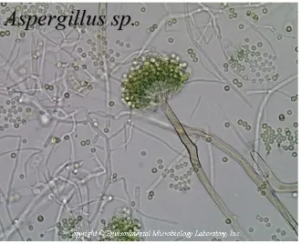 Gambar 2​.​ ​Jamur​ Aspergillus sp ​(Muchsin, 2017). 