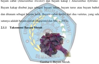 Gambar 1. Bayam Merah.  