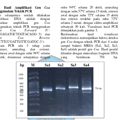 Gambar 1. Visualisasi hasil elektroforesis produk PCR pada agarose 2% 