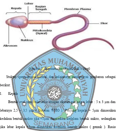 Gambar 2. Spermatozoa (RizkiNisfi’s blog)