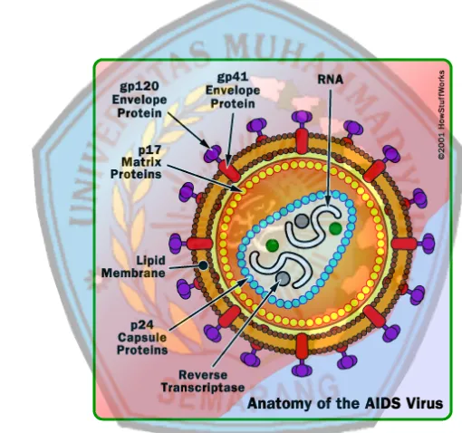 Gambar 2.1. Anatomi Virus HIV (Departermen kesehatan RI, 2006) 