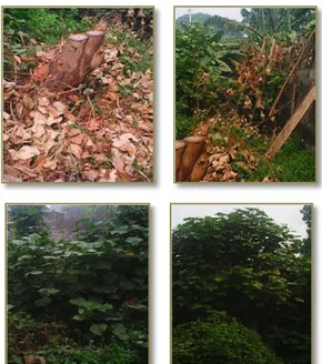 Gambar 1. Pohon Waru di Kampus Polsri 