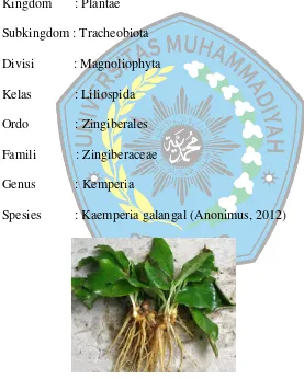 Gambar 1 Kencur (Anonimus, 2012) 