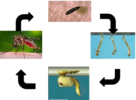 Gambar 2.  siklus hidup Aedes aegypti (Anonim, 2012) 