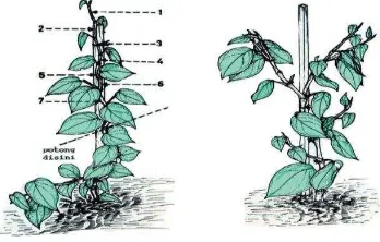 Gambar 14. Cara panen pertama setek lada. Untuk sumber benih             hanya 3 cabang utama yang dipertahankan