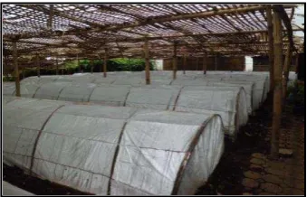 Gambar 3. Naungan kolektif 