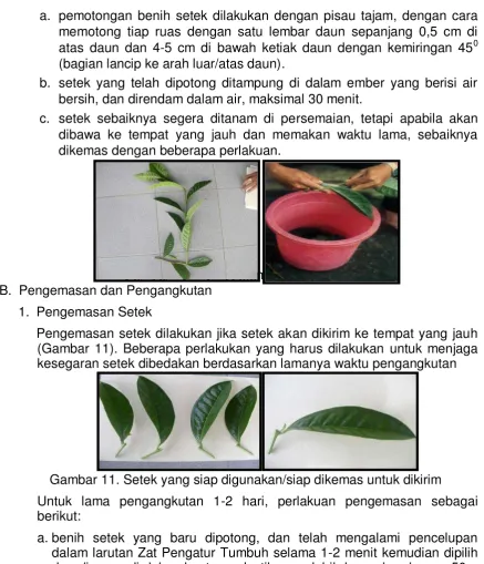 Gambar 10. Pembuatan benih setek 