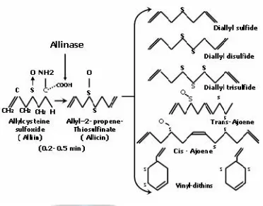 Gambar 1. Konversi alliin menjadi allisin oleh enzim allinase, dan allisin