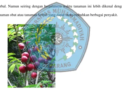 Gambar 1. Tanaman Mahkota Dewa (Phaleria macrocarpa)  