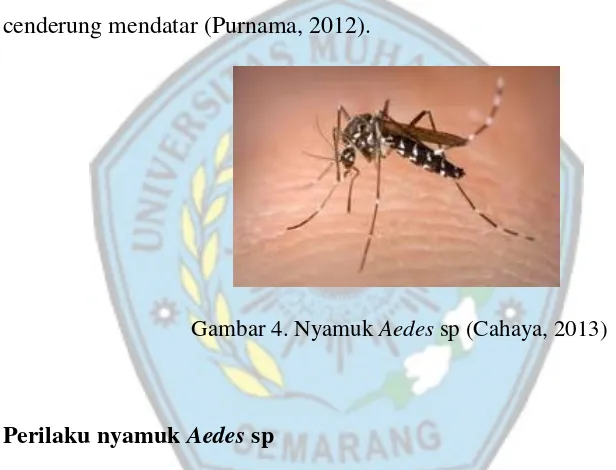 Gambar 4. Nyamuk Aedes sp (Cahaya, 2013) 
