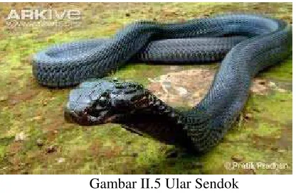 Gambar II.5 Ular Sendok                                                                                  