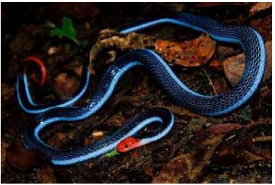 Gambar II.14 Blue coral snake 