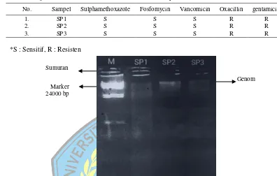 Tabel 1. Uji sensitivitas 3 strain S.aureus MRSA terhadap 5 macam antibiotik 