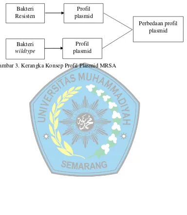 Gambar 3. Kerangka Konsep Profil Plasmid MRSA 