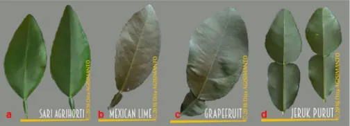 Gambar 3.   Bentuk tepi daun; a) tepi daun bergelombang,  b) tepi 
