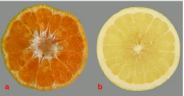 Gambar 6.  Bentuk axis buah;  a) berlubang, c)  padat 