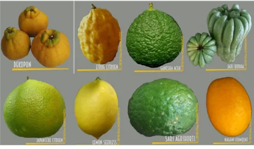 Gambar 7. Keragaman morfologi buah jeruk 