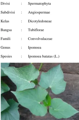Gambar 1. Daun Ipomoea batatas L. 