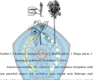 Gambar 2.2 Rasamala (Altingia excelsa), 1. Bentuk pohon , 2. Bunga jantan, 3.