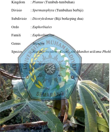 Gambar 2.1. tanaman singkong (Manihot esculenta) 