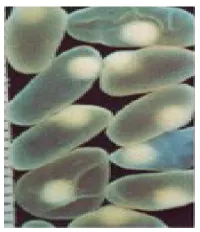 Gambar 2. Telur Cacing T. solium berisi larva