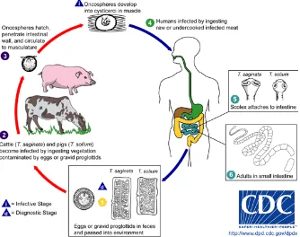 Gambar 3. Siklus hidup Taenia spp (cacing pita sapi dan cacing pita babi)