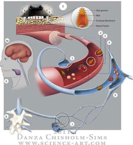 Gambar 7. Ilustrasi manusia yang terjangkit rabies. Virus ini ditampilkan masuk melalui gigitan, dialirkan melalui sistem otot dan saraf, ke kelenjar ludah, dan berakhir di otak (Anonim 2011) 