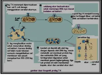 Gambar 1.  Daur Litik profag T4