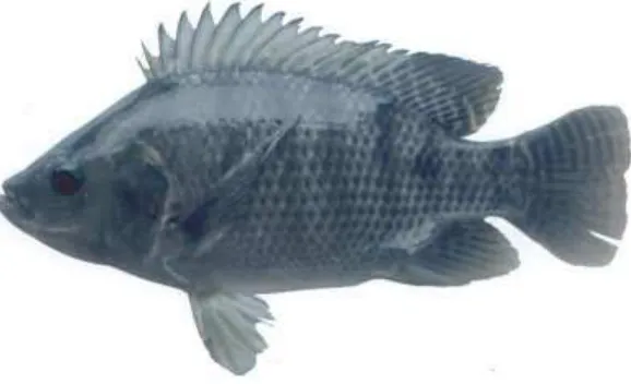 GAMBAR OREOCHROMIS NILOTICUS
