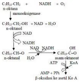 Gambar 1 Reaksi degradasi hidrokarbon 